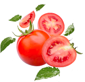 tomato,best price tomato,tomato price today